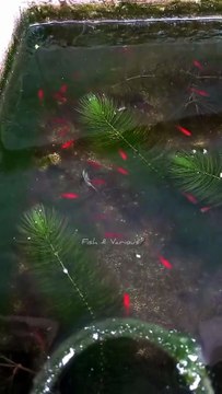 Baby super red molly fish | Guppy fish tank