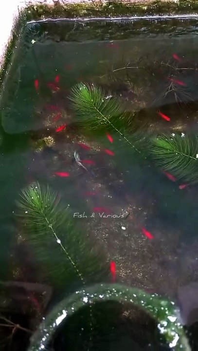 Baby super red molly fish | Guppy fish tank