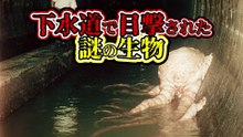 下水道で目撃された謎の生物