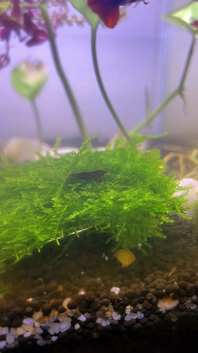 Brown shrimp