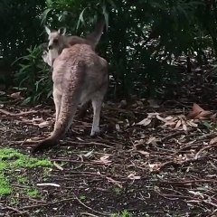 Kangaroos in Australia 🇦🇺
