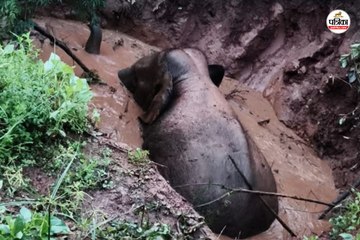 गहरे कुएं में गिरा हाथी