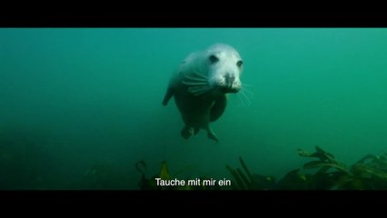 Die wilde Nordsee – Faszinierende Unterwasserwelt im Trailer 🌊