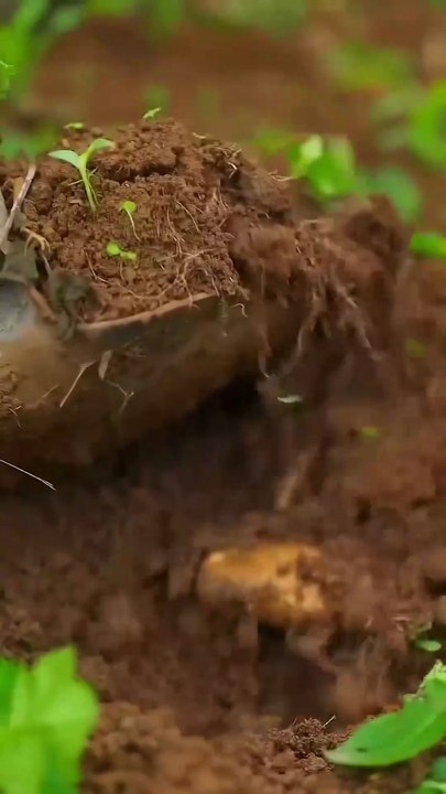 2 Unique Potato Dishes Made In Mountain Countryside Harvesting Rural Lifestyle Village Lifestyle