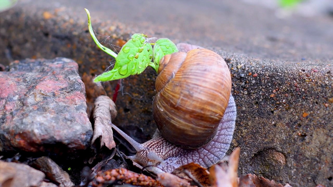 BLACK WITH RICH DETAILS _ 24K HDR 60FPS _ DOLBY VISION