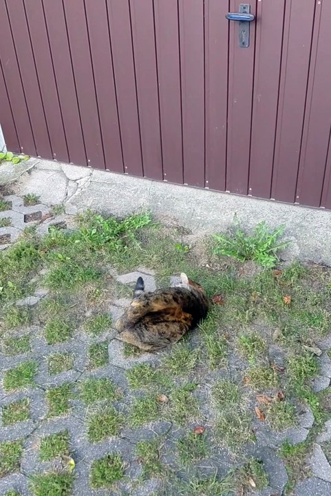 Age Is Just A Number. Senior Cat Has Fun Like a Kitten 🐾💖 #shorts #funny #funnycats #cats #cute #fyp #viralcats