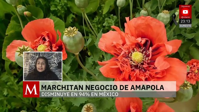 Autoridades erradican plantíos de amapola en México como parte de estrategia antidrogas
