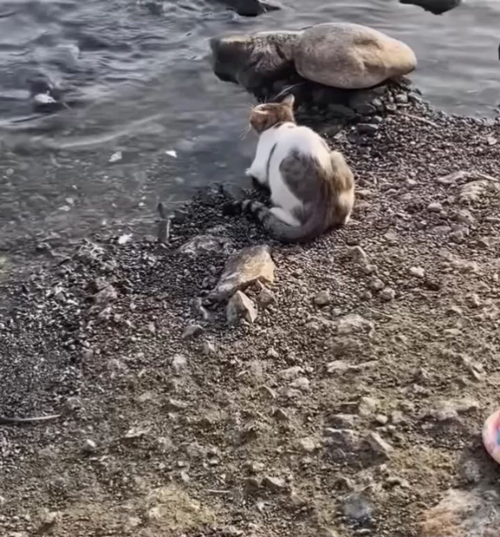 ⁣funny animals 😂cute pets #viral #funnyanimals #pets