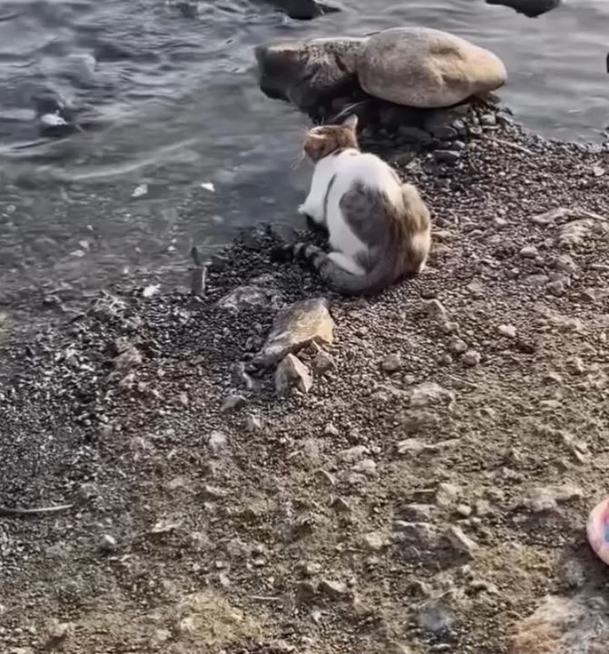 funny animals 😂cute pets #viral #funnyanimals #pets