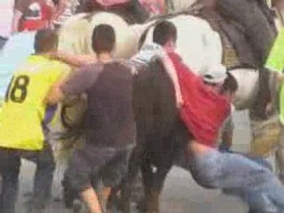 Fou 2 toro >>>Caissargues<<