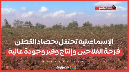 الإسماعيلية تحتفل بحصاد القطن.. فرحة الفلاحين وإنتاج وفير وجودة عالية