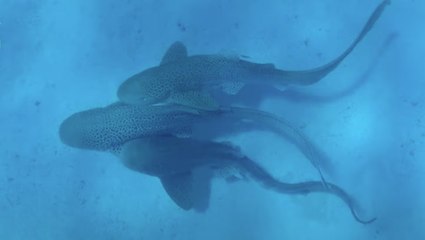 Leopard Shark trio captured mating in wild for first time
