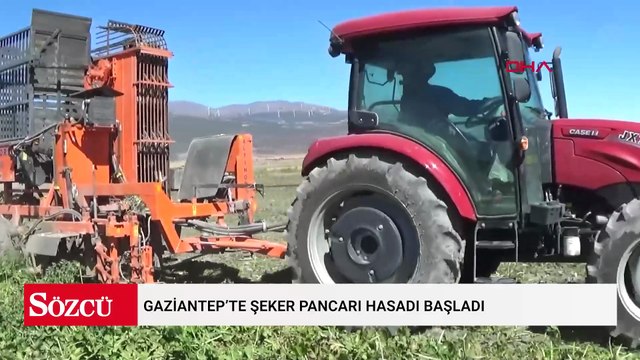 Gaziantep’te şeker pancarı hasadı başladı