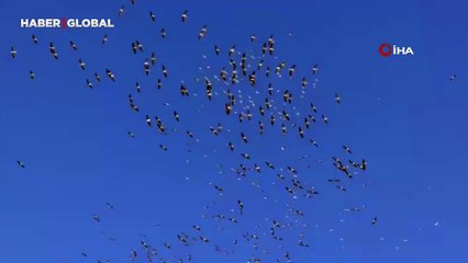 Kuşlardan dans şeklinde gösteri: Ahenkleri göz kamaştırdı