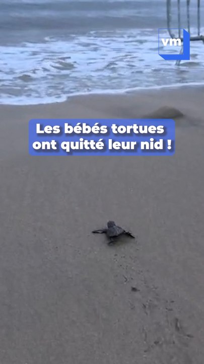 Cavalaire-sur-Mer : Sept tortillons ont émergé du nid pour rejoindre la mer