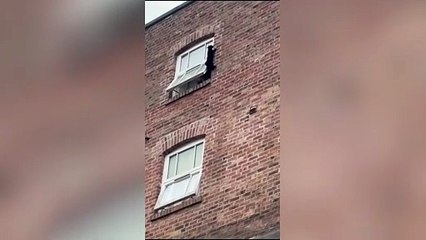 Moment daredevil cat leaps from a tall building into the arms of firefighters