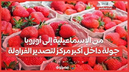 من الإسماعيلية إلى أوروبا.. جولة داخل أكبر مركز لتصدير الفراولة