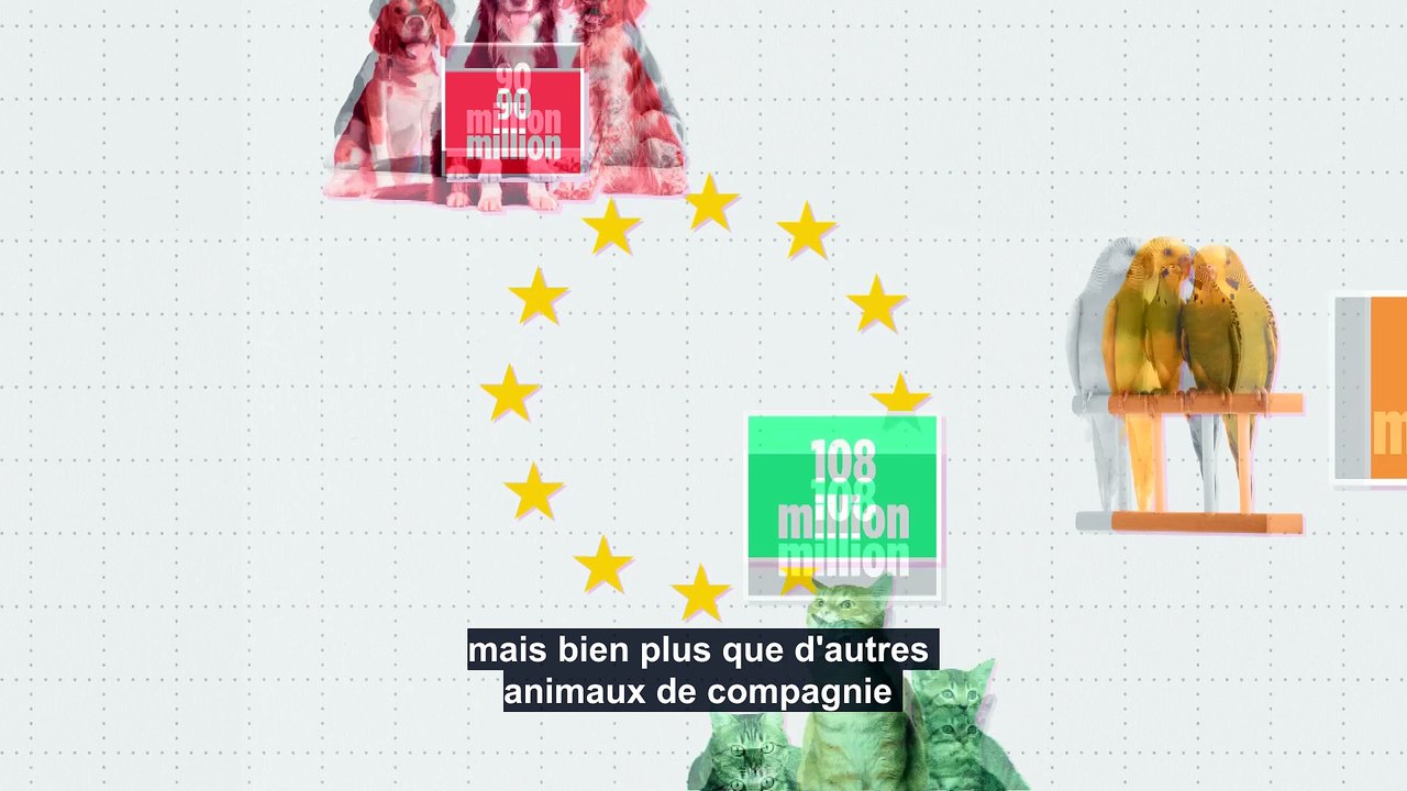 Chiens de compagnie : où le meilleur ami de l'homme est-il le plus populaire dans l'UE ?