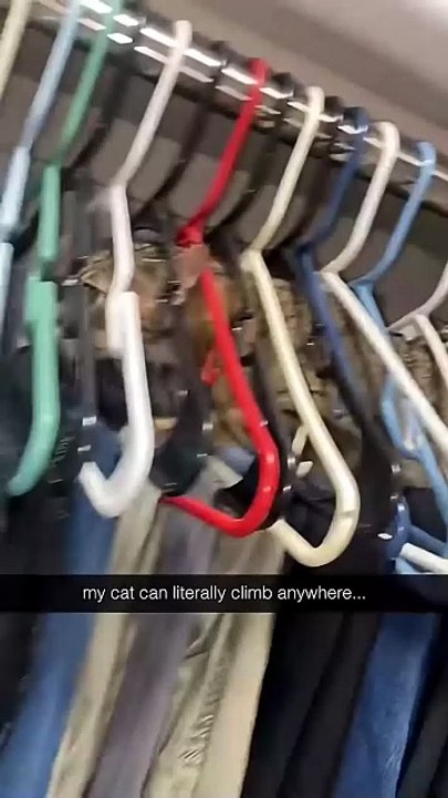 Cats can sneak anywhere, but this is next level…