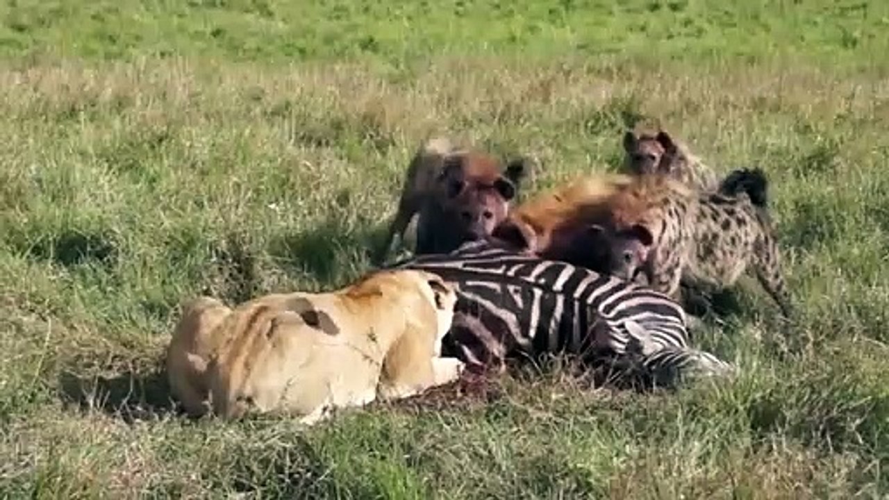 Bold Hyenas Steal a Lion’s Catch