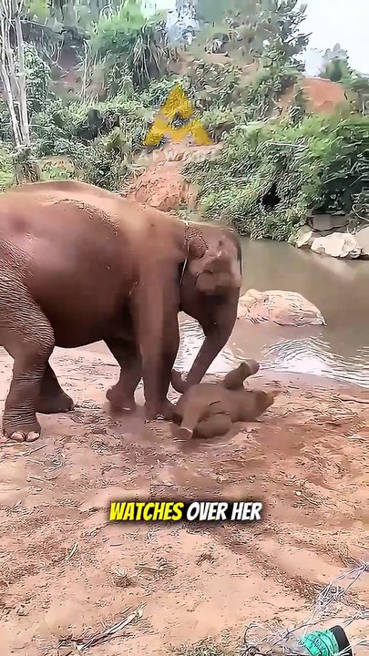 Elephant with its mother