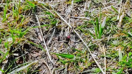 Countryfile - Season 37 Episode 38 - Solway Coast