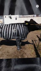 Las investigaciones más locas premiadas en los satíricos IG Nobel