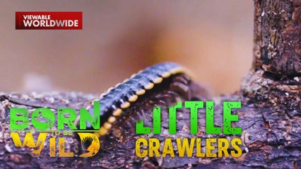 Alupihan, pumasok sa tenga ng isang bata?! | Born to Be Wild