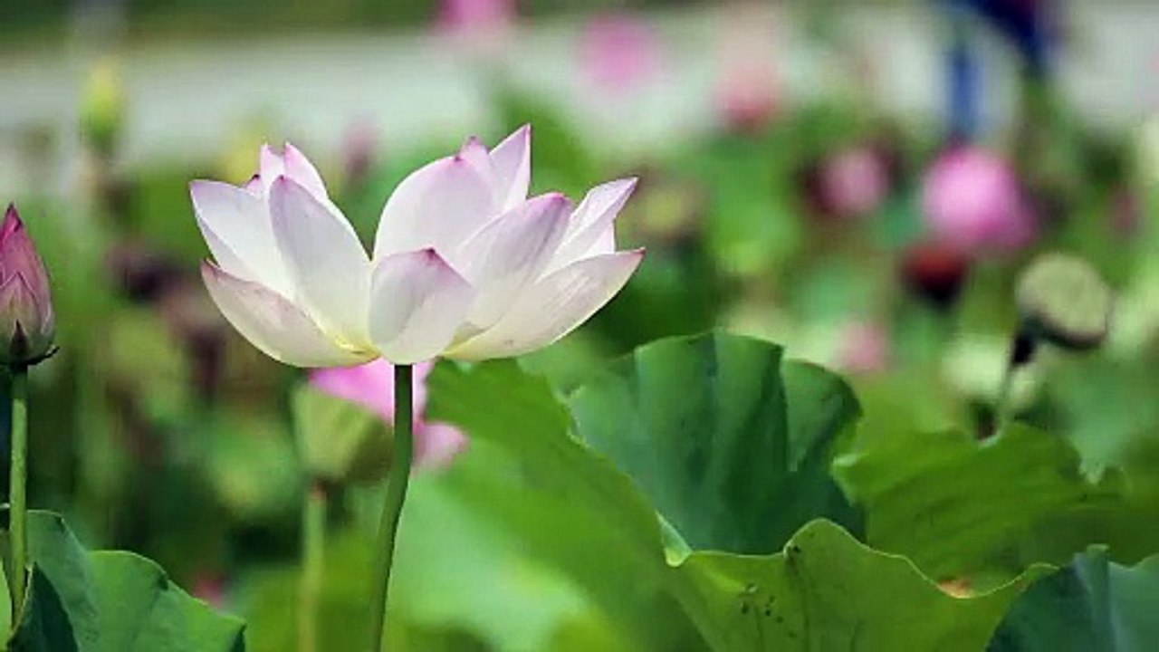 Watch Nature In Silence.