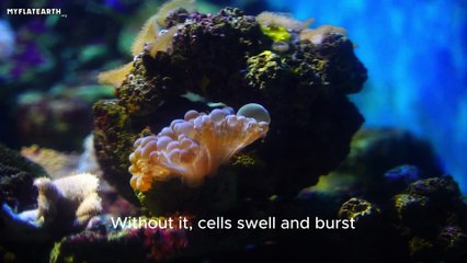 What If Earth’s Oceans Turned Into Fresh Water?
