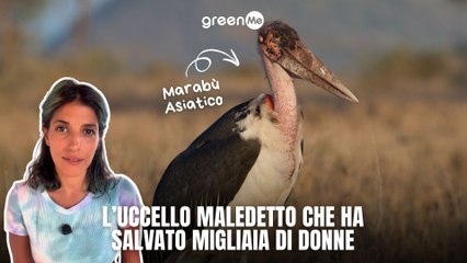 L'uccello maledetto che ha salvato migliaia di donne
