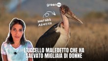 L'uccello maledetto che ha salvato migliaia di donne