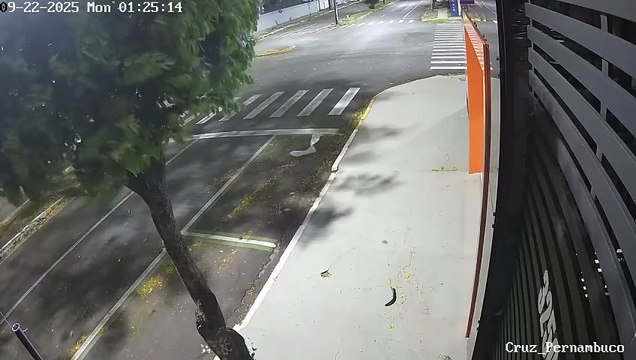 Queda de árvore interdita avenida Pernambuco, em Umuarama, veja video