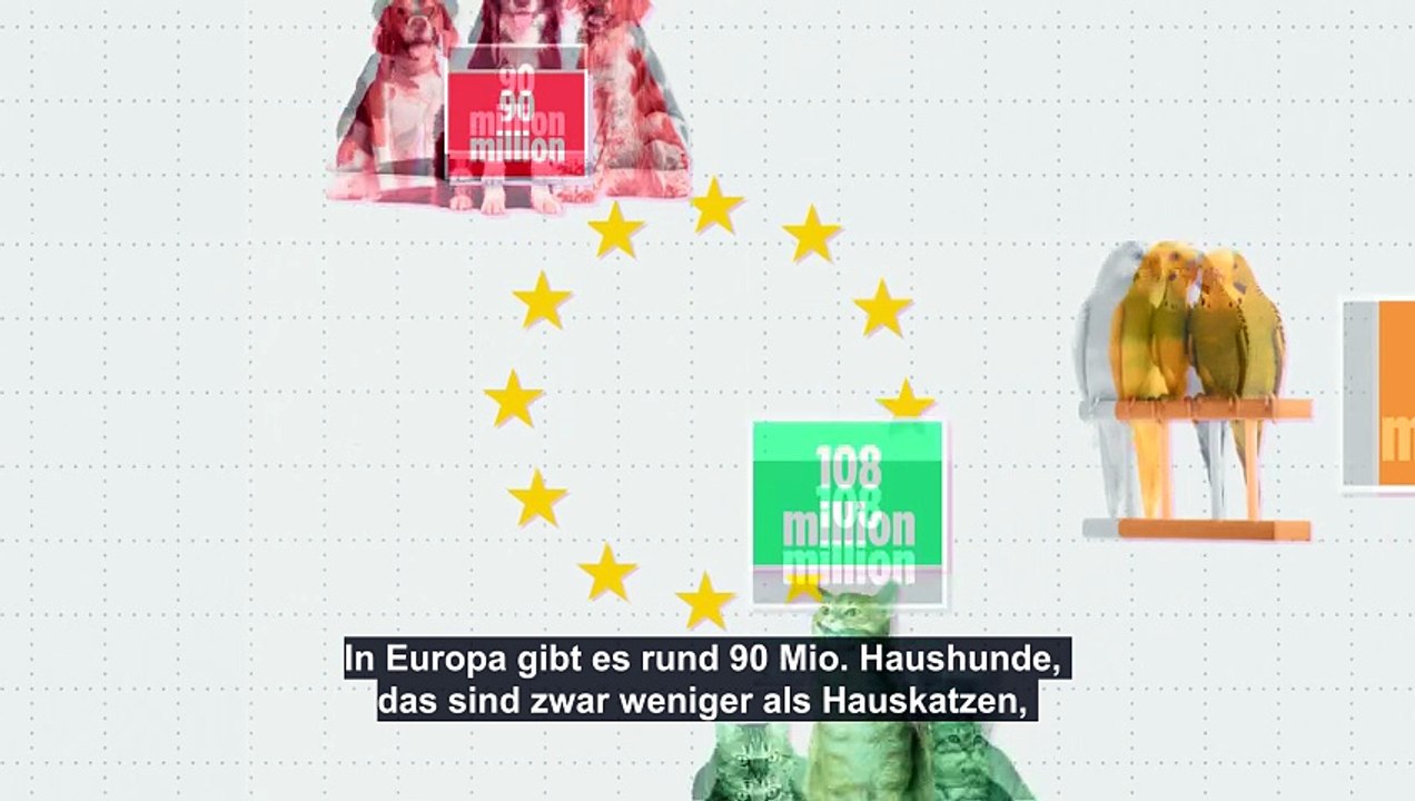 Hunde als Haustiere: Wo in der EU ist der beste Freund des Menschen am beliebtesten?
