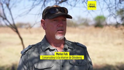Journée mondiale du rhinocéros : l'Afrique du Sud reste vigilante face au braconnage