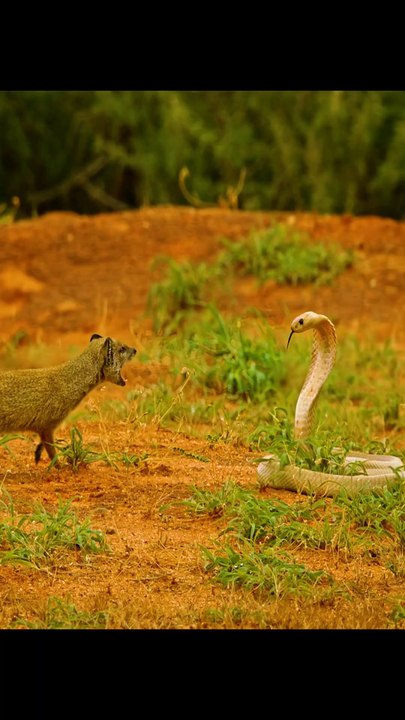 Mongoose vs King Cobra