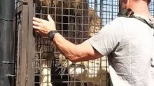 🦁 طريقة تفريغ الأسود بأمان 😲 🦁 How to Unload Lions Safely 😲