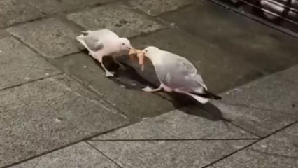 Two seagulls engage in a fierce fight over chicken skin in Parnell
