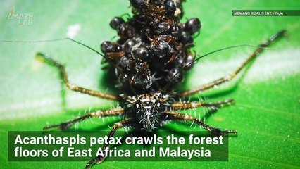 This Creature Uses Dead Ants for Camouflage!