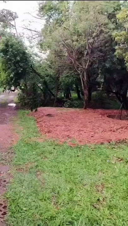 Avistamiento de un puma en B| Pellegrini de Posadas