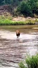 Male lion chases mother elephant moving her baby