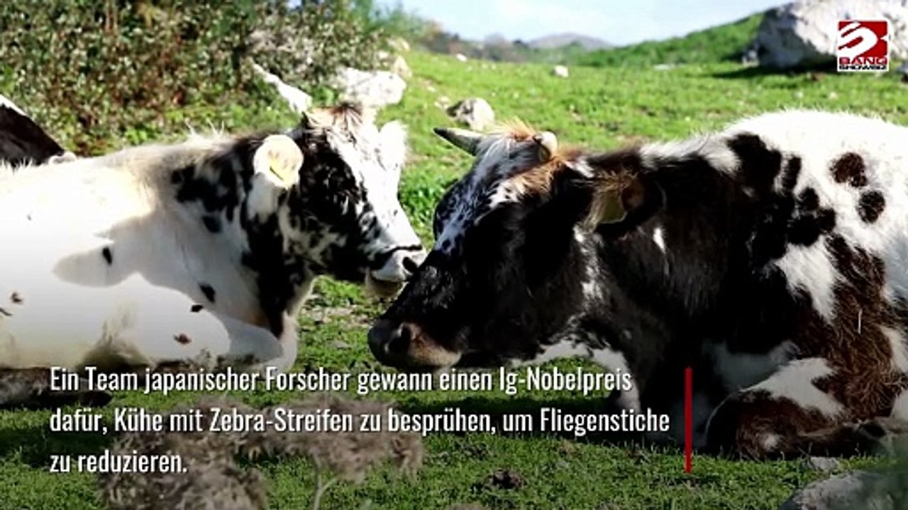 Studie über gestreifte Kühe gewinnt seltsamen Wissenschafts-Preis e