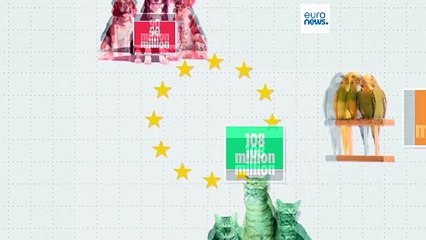 Cães de companhia: em que países da UE é que o melhor amigo do homem é mais popular?