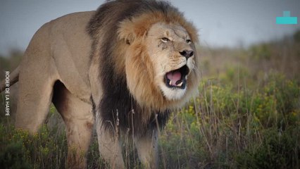 Intricate Lives of Lions With Top 10 Fascinating Facts