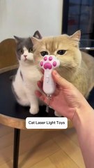 Cat laser light Toys videos