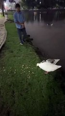 Robó dos gansos de los Lagos de Palermo y los llevó a nadar a la pileta de su casa