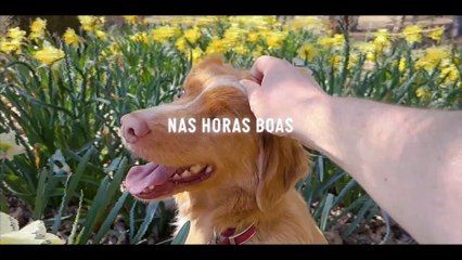 Bom Menino Trailer Legendado