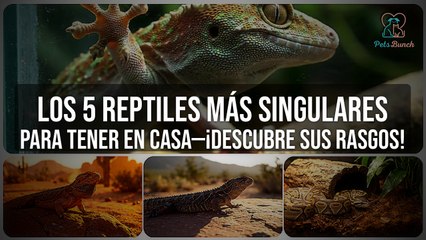 Los 5 Reptiles Más ÚNICOS para Tener en Casa | Mascotas Exóticas Ideales