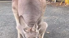 Kangaroo diaries only in Australia 🇦🇺