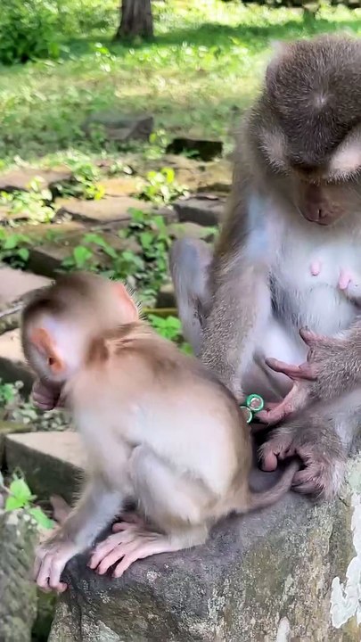 Cute baby monkey 21